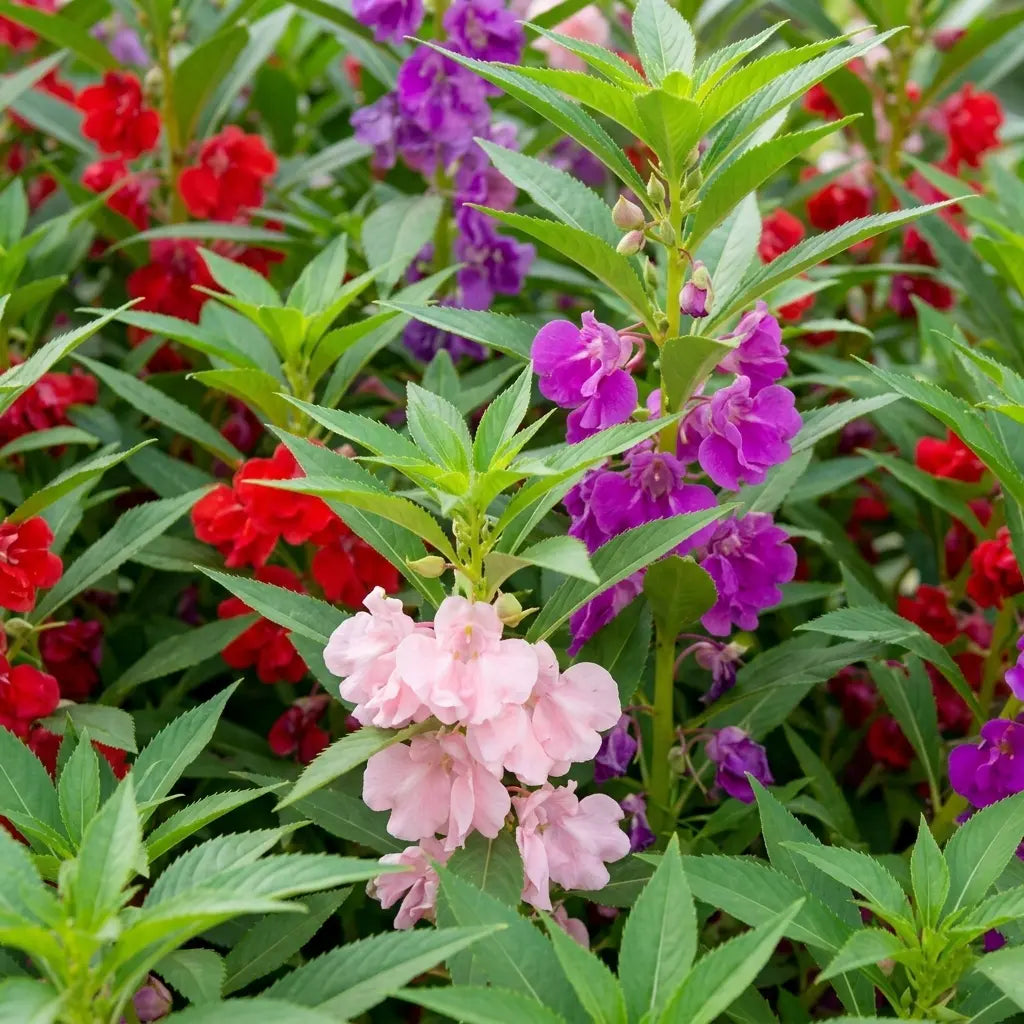 Balsam Mixed Color