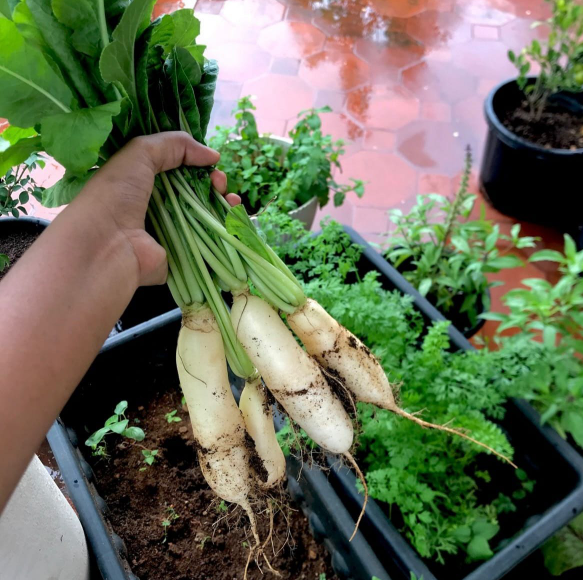 White Radish