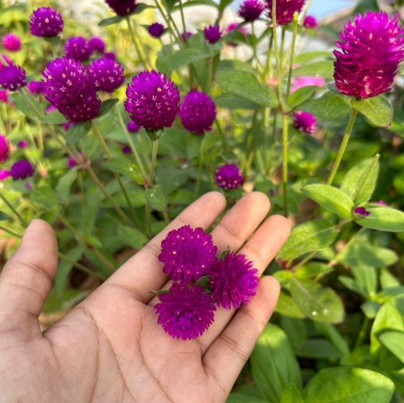 Purple Gomphrena
