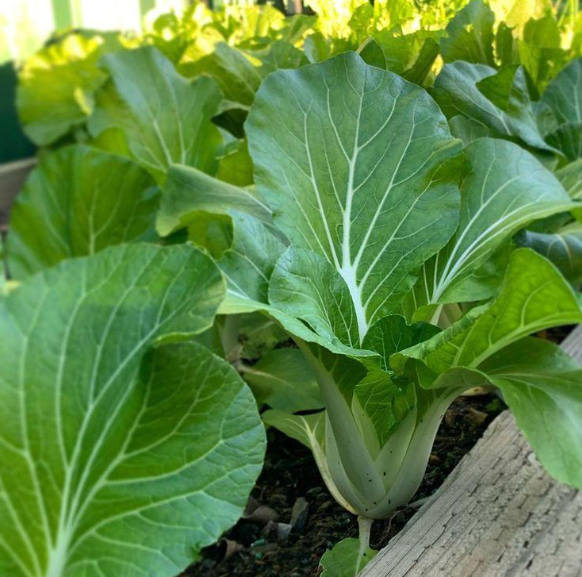Pak Choi (Bok Choi)