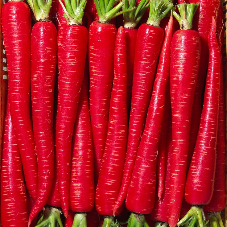 Red Carrot