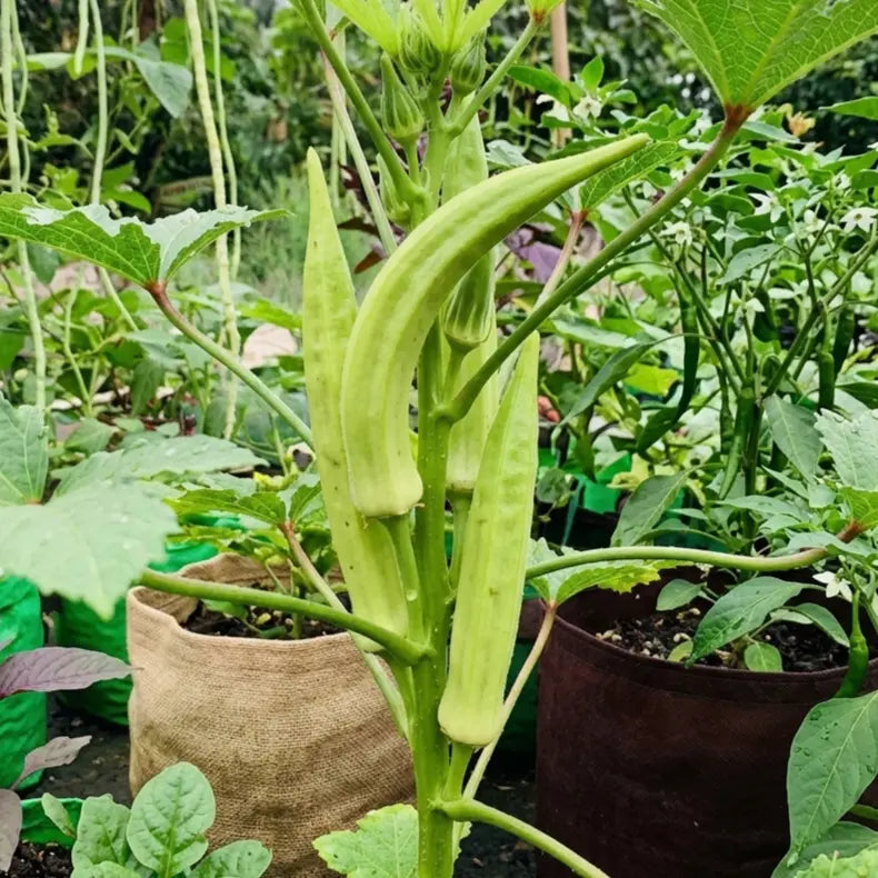 Elephant Tusk Bhindi