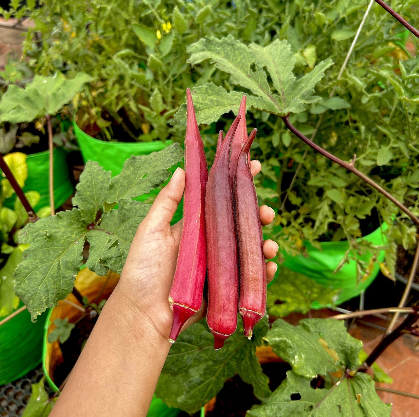 Red Bhindi
