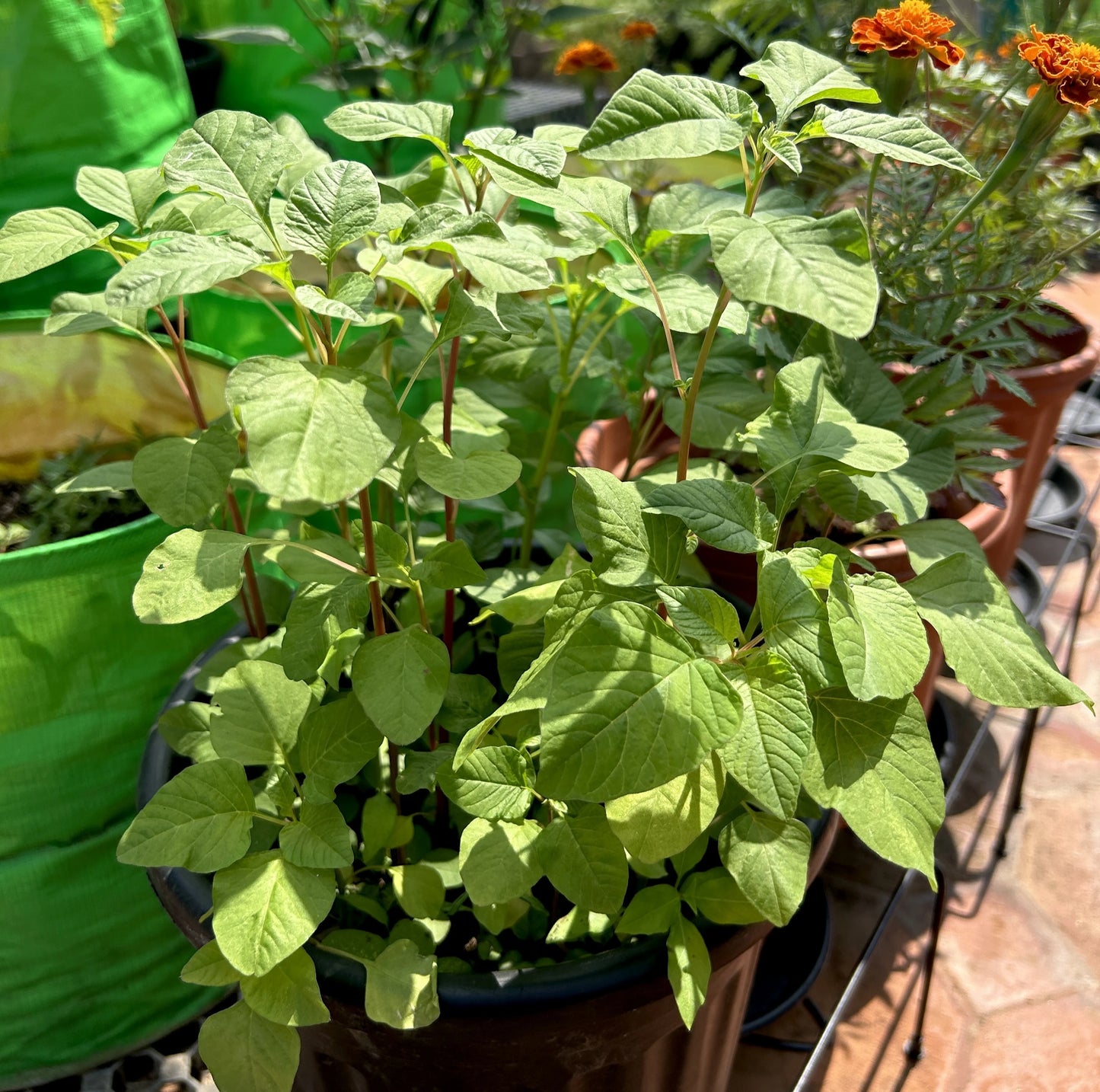 Spleen Amaranthus/Arai Keerai
