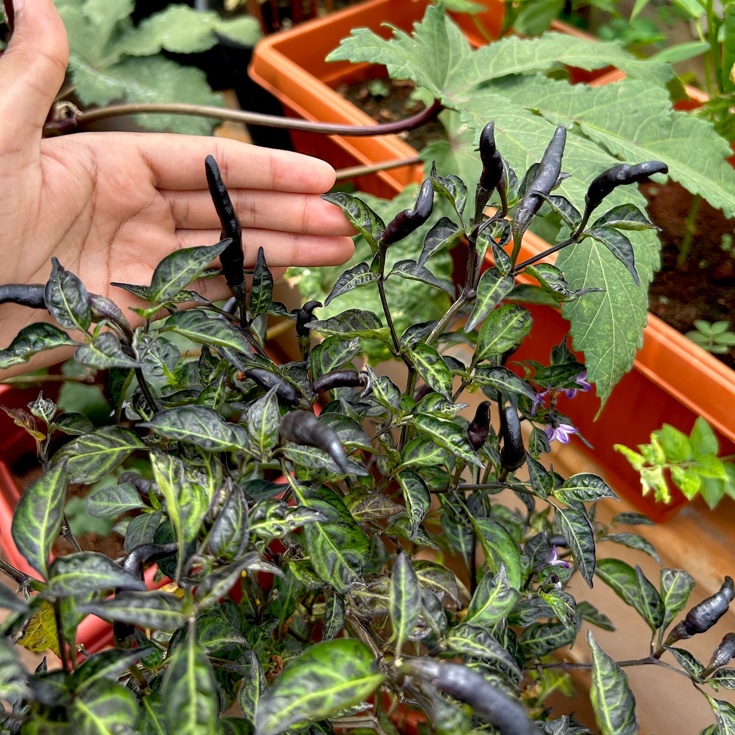 Royal Black Bird's Eye Chilli