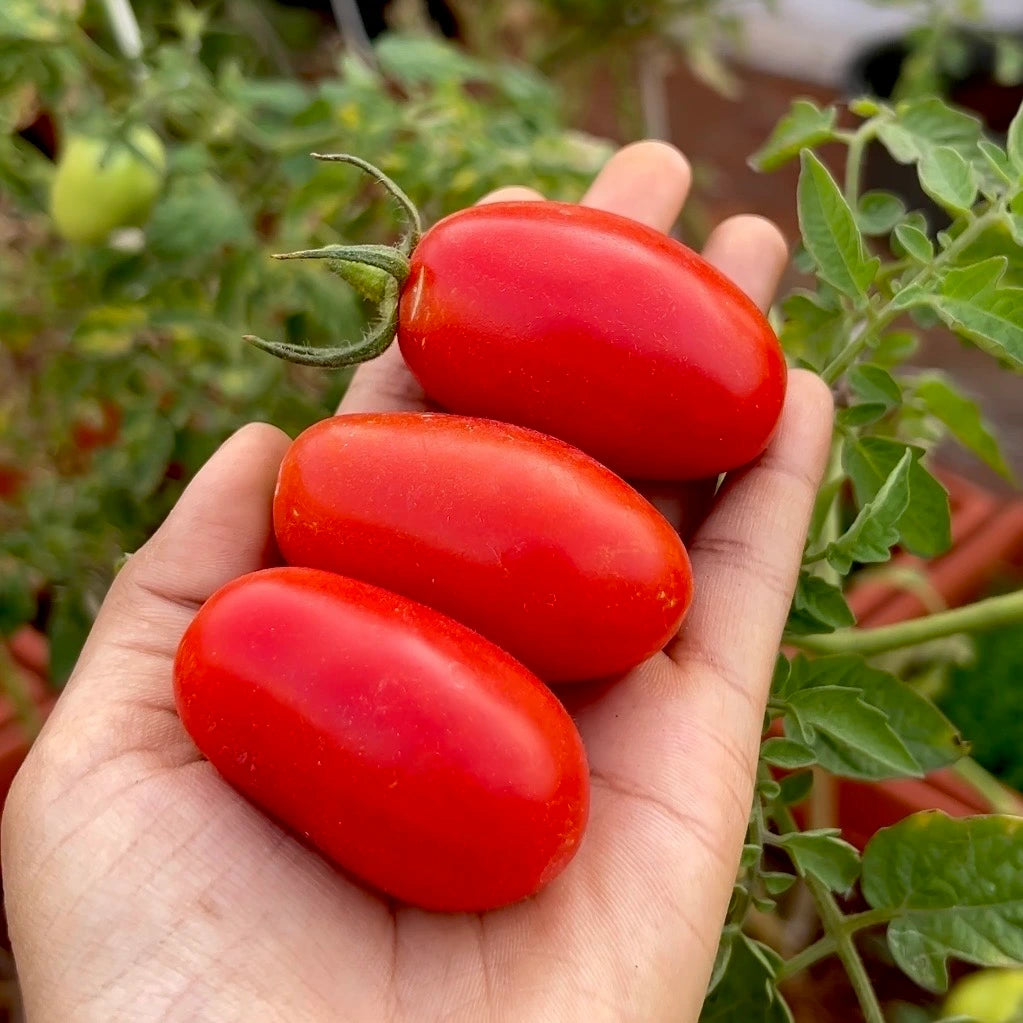 San Marzano (Pizza Sauce) Tomato