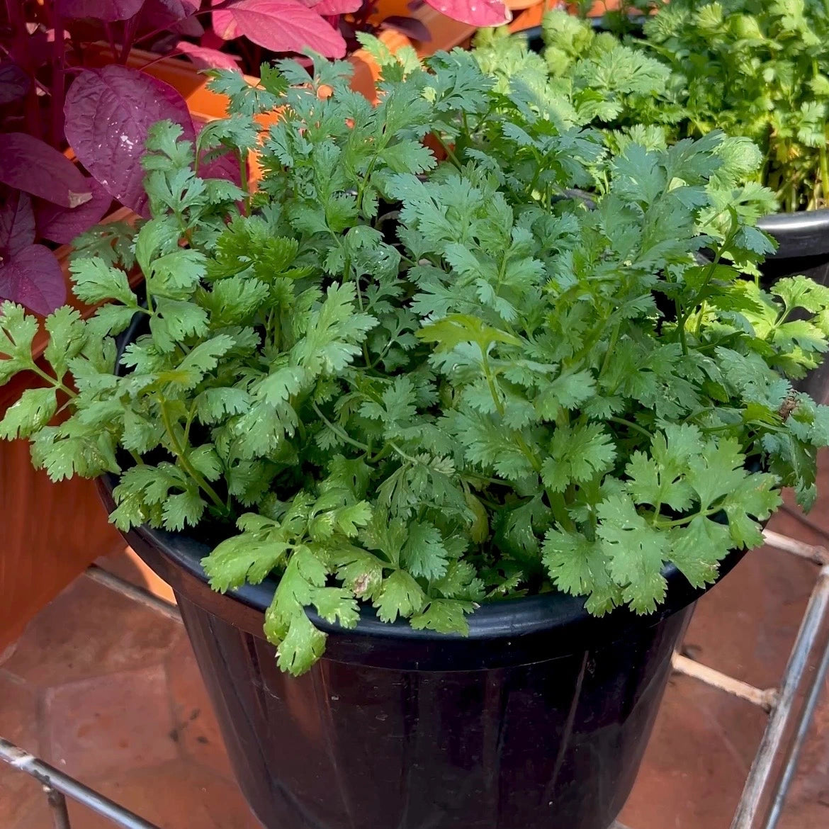 Coriander