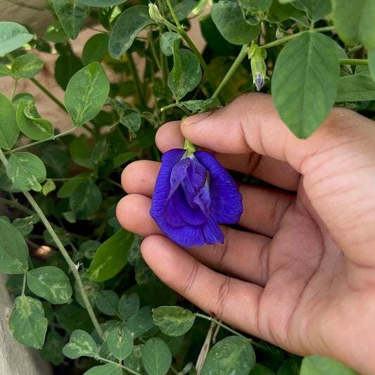 Blue Butterfly Pea Double Petal
