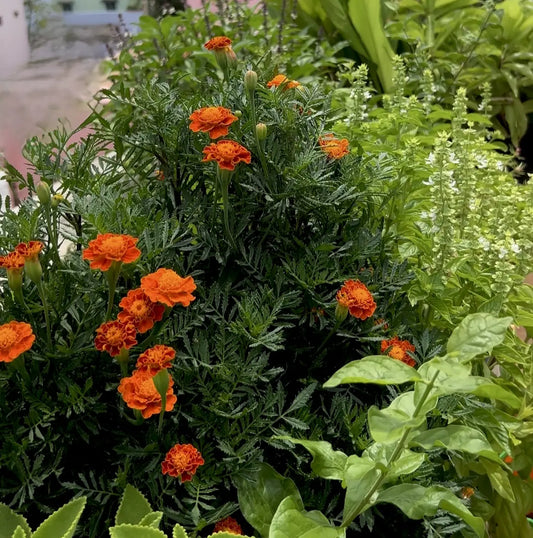 Scarlet Red Marigold