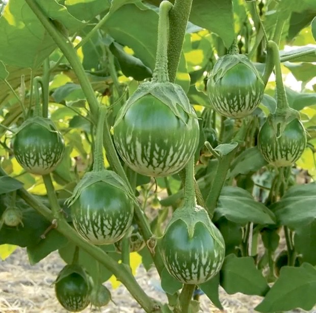 Green Round Brinjal