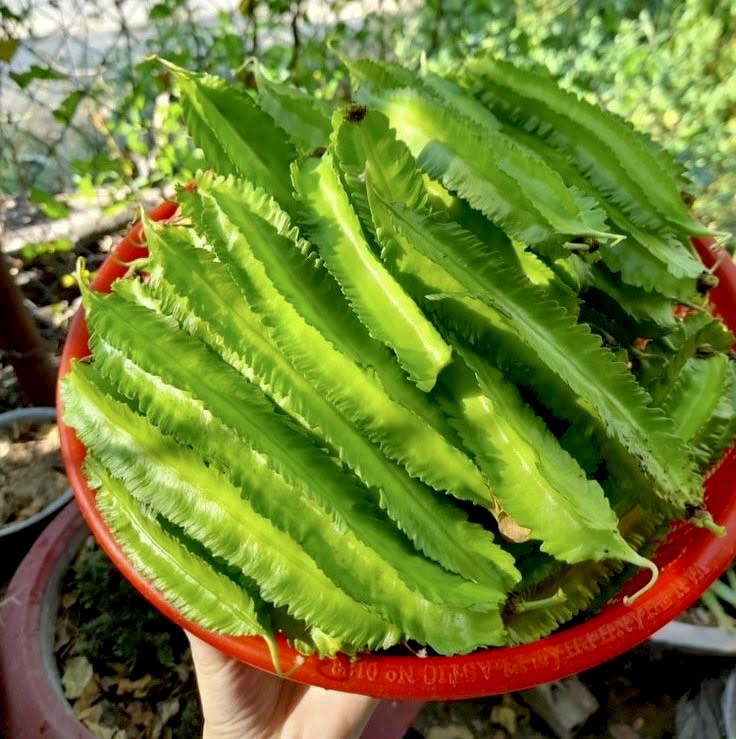 Green Winged Beans Short
