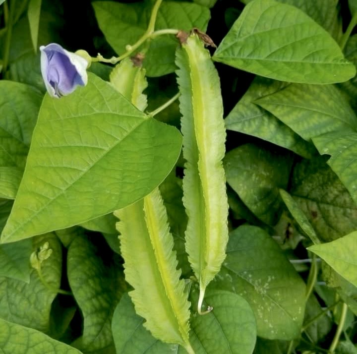 Green Winged Beans Short