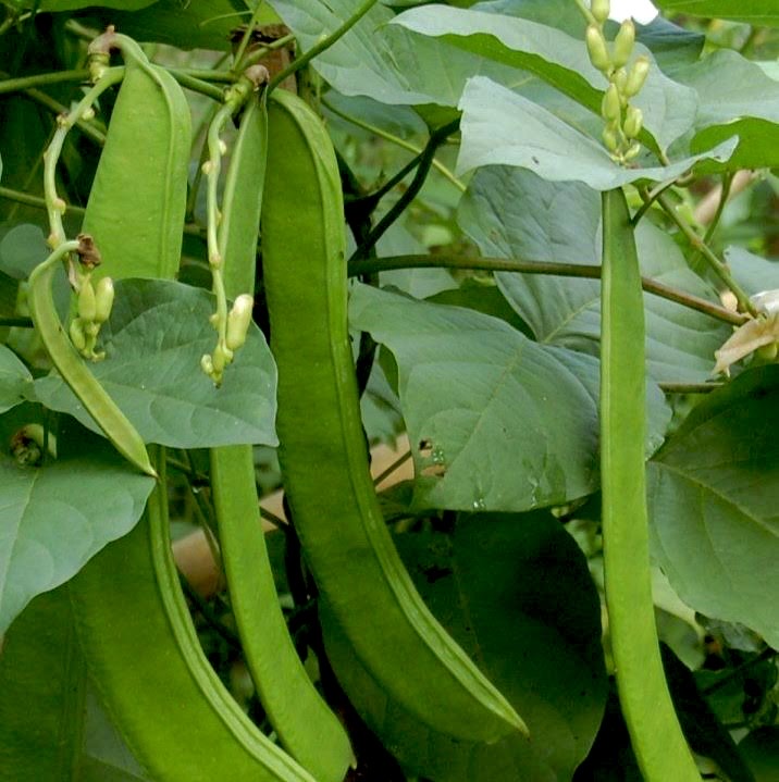 Sword Beans