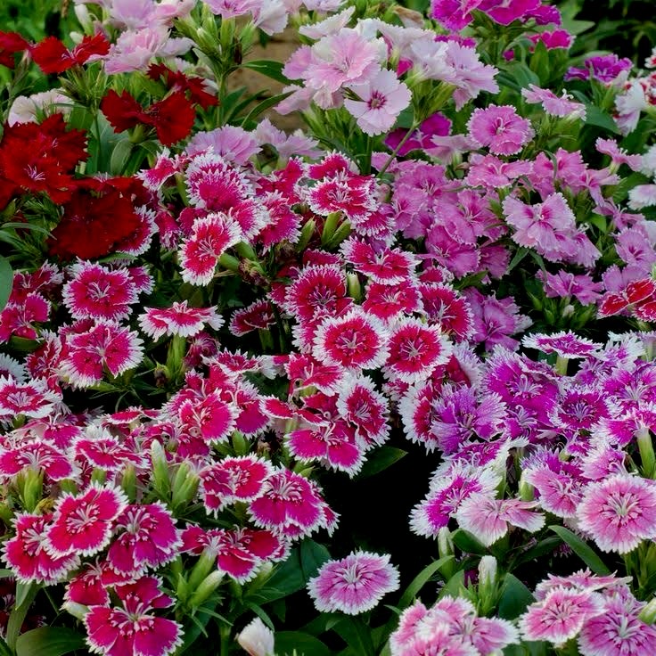 Dianthus Baby Doll Mixed Color