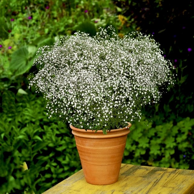 White Gypsophila