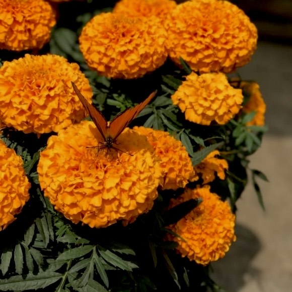 Orange Marigold