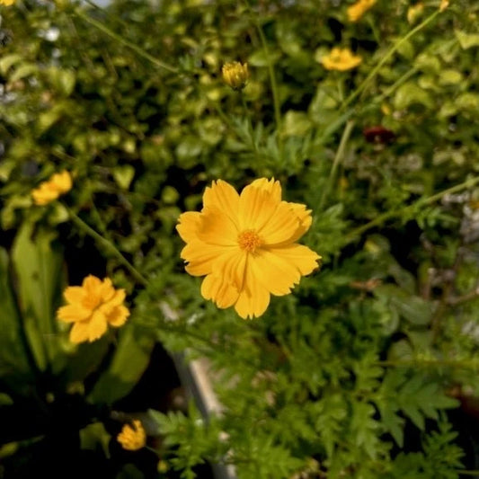 Yellow Sunshine Cosmos