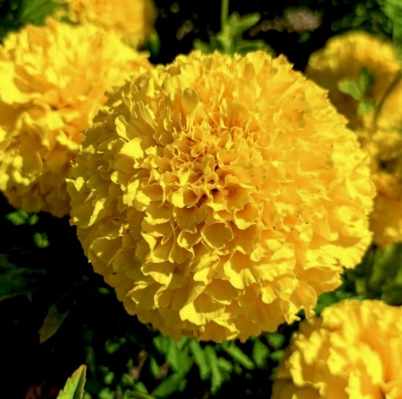 Yellow Marigold