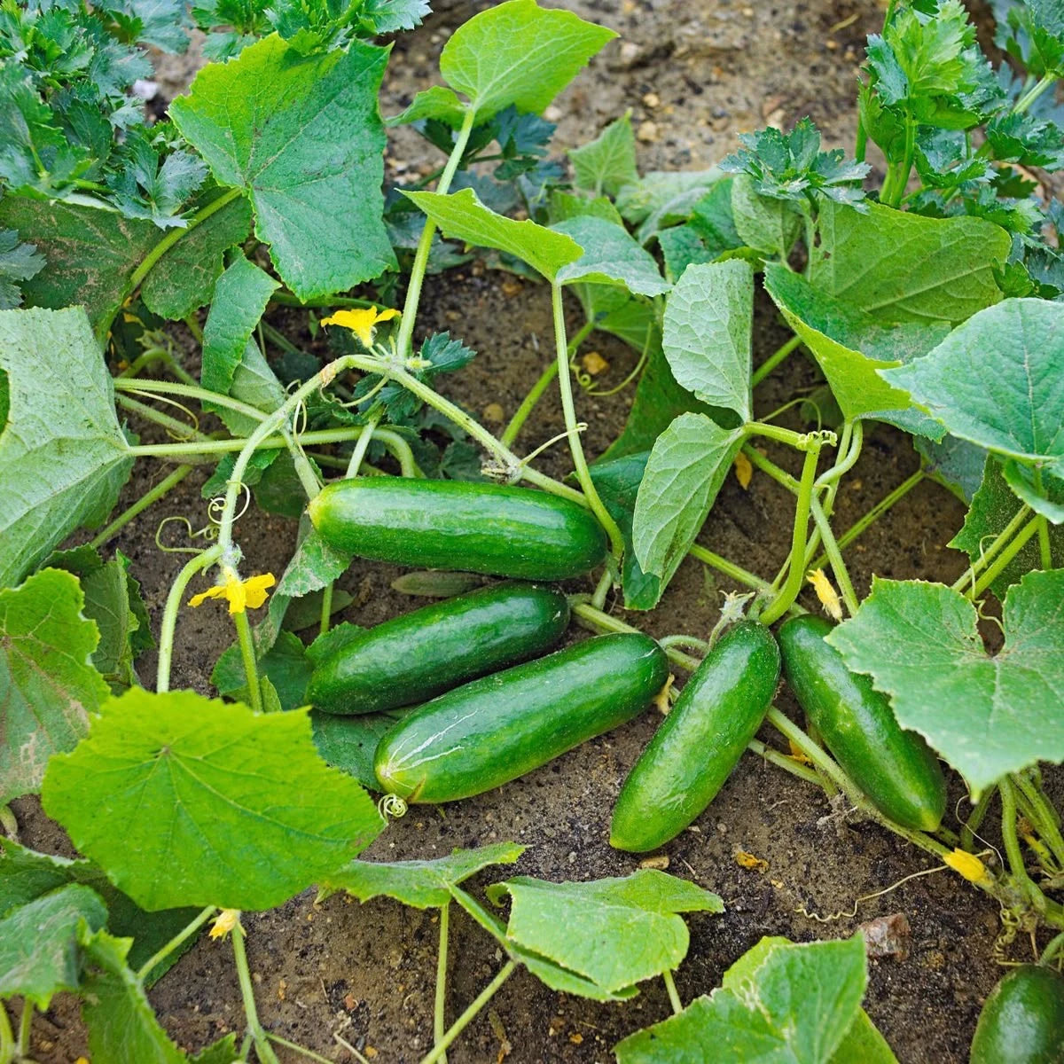 Cucumber