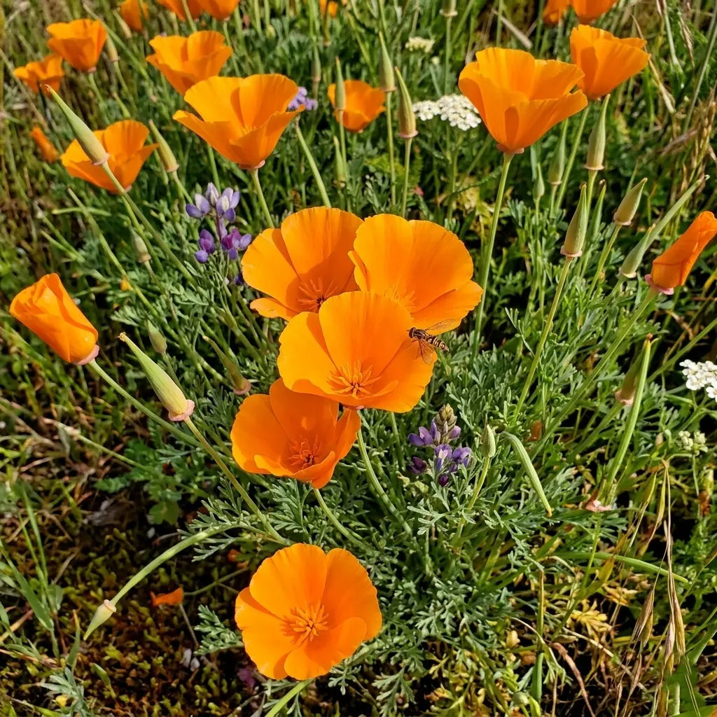 Orange California Poppy