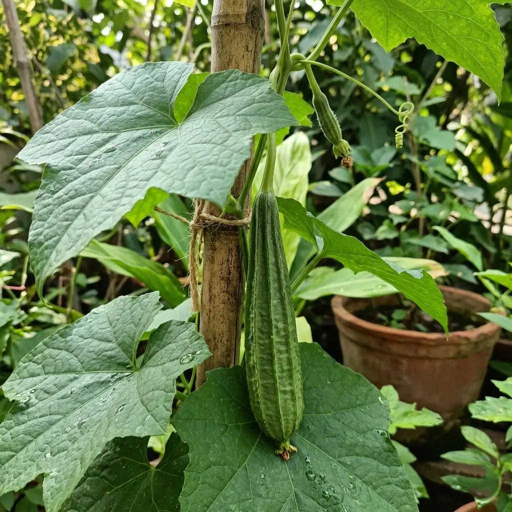 Ridge Gourd