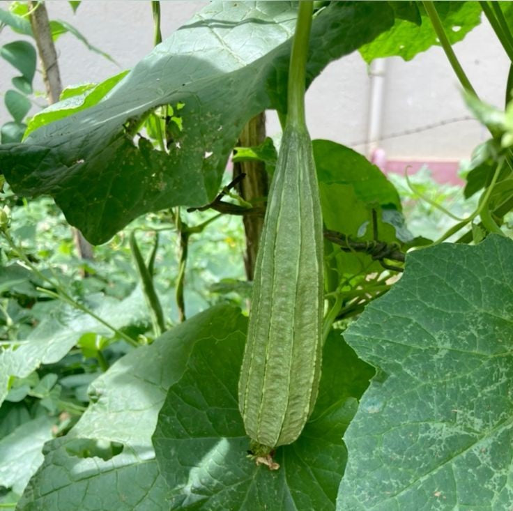 Ridge Gourd