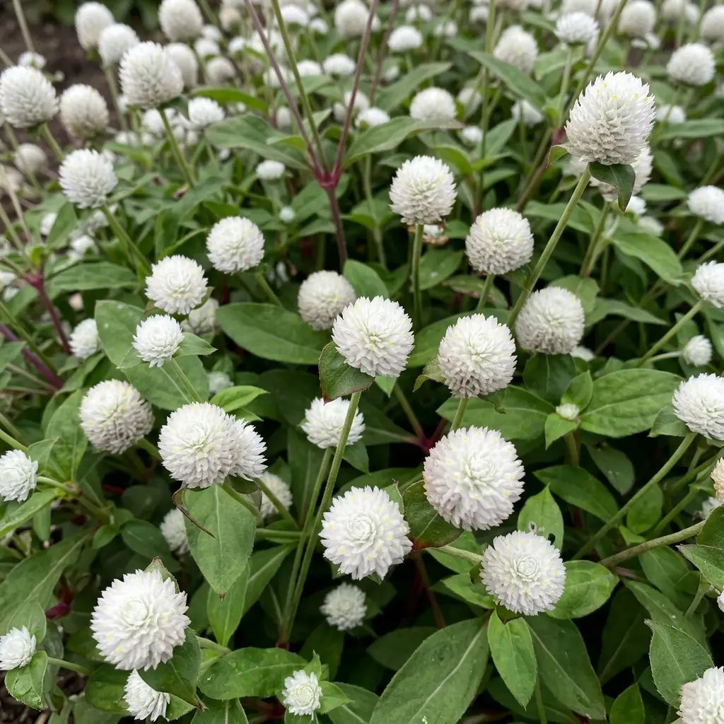 Snow White Gomphrena