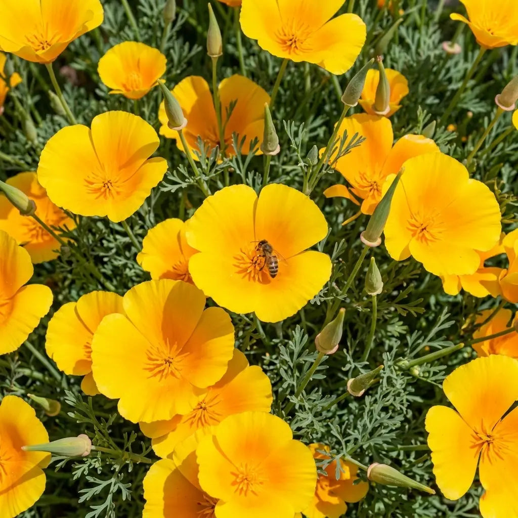 Yellow California Poppy