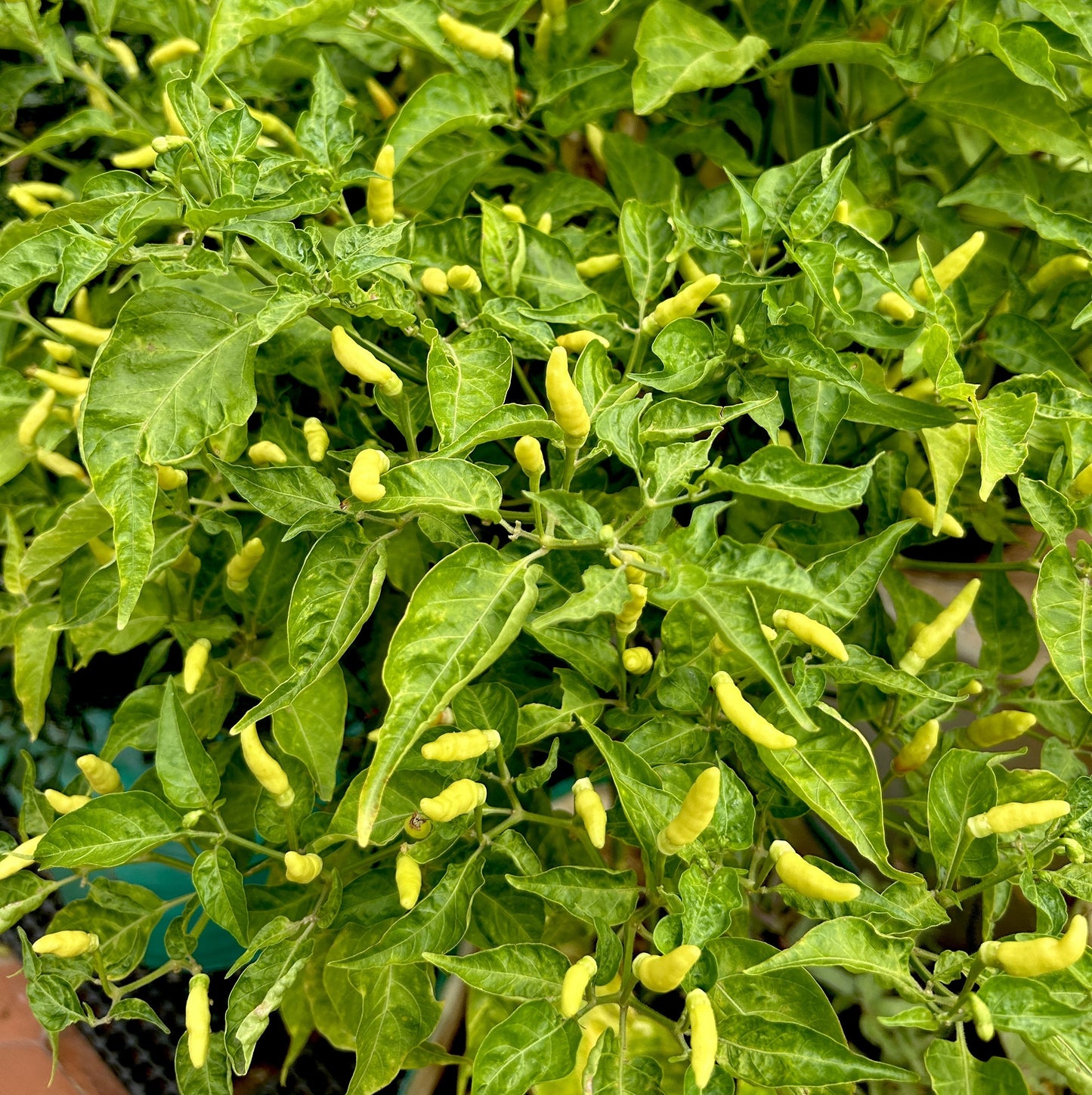 Kerala White Bird's Eye Chili