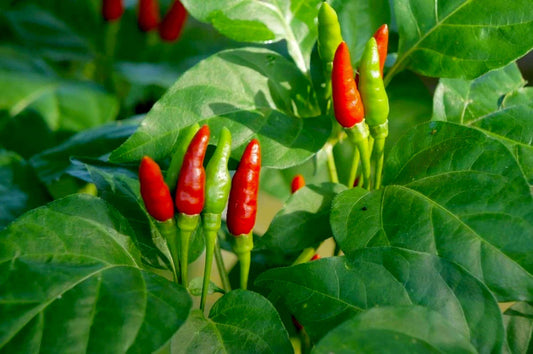 If You’re Wondering What Heirloom Seeds Are…🌶️