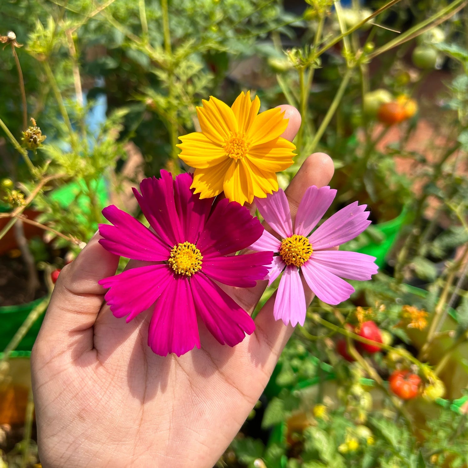 Flower Seeds From Keegreens