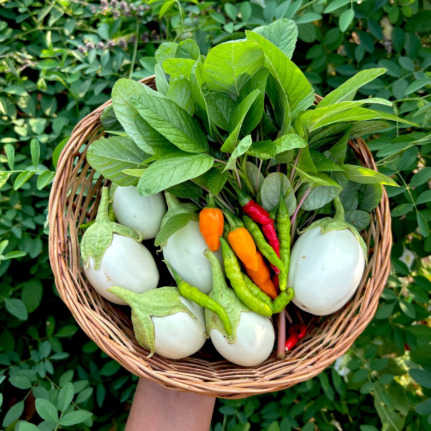 Vegetable Seeds From Keegreens