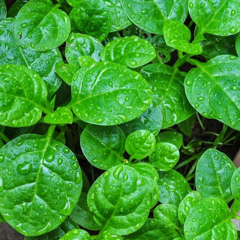 Malabar Spinach