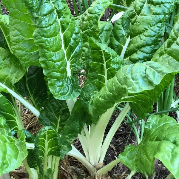 Swiss Chard Super Green