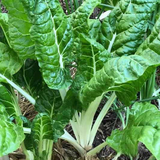 Swiss Chard Super Green