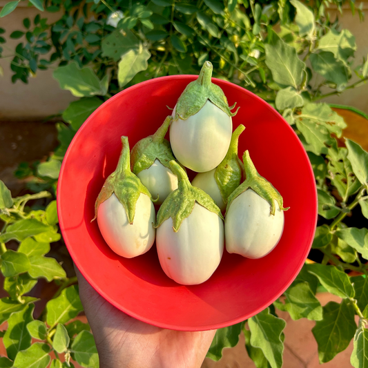 White Egg Brinjal