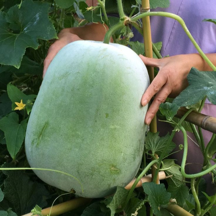 Ash Gourd