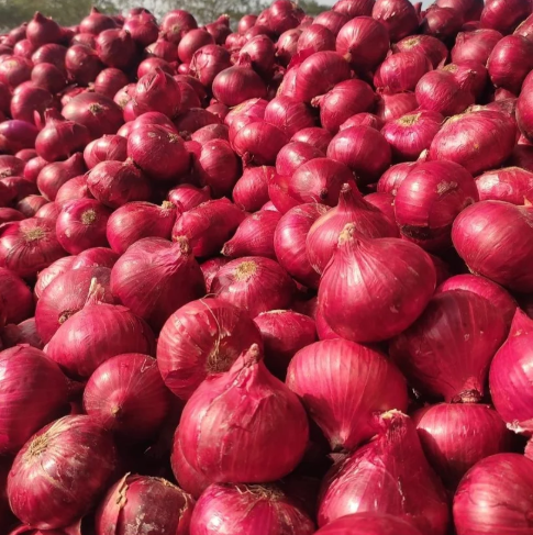 Nashik Onion