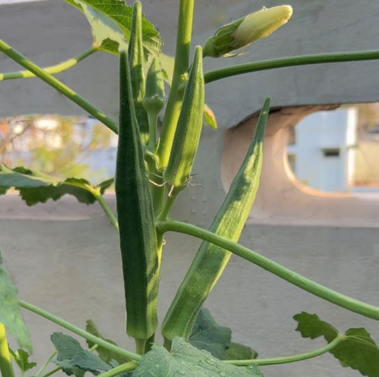 Green Bhindi