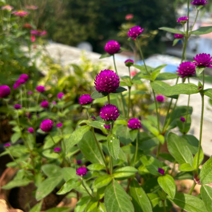 Purple Gomphrena