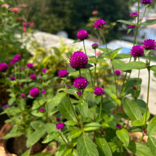 Purple Gomphrena
