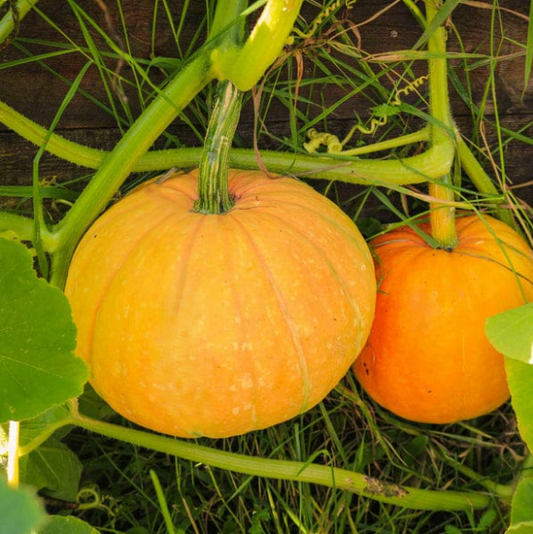 Pumpkin