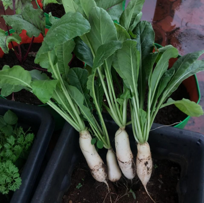 White Radish