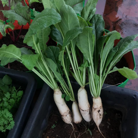 White Radish