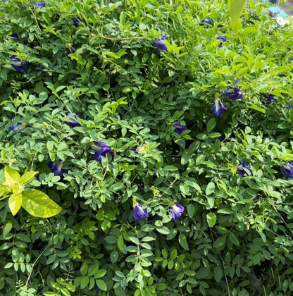 Blue Butterfly Pea Double Petal