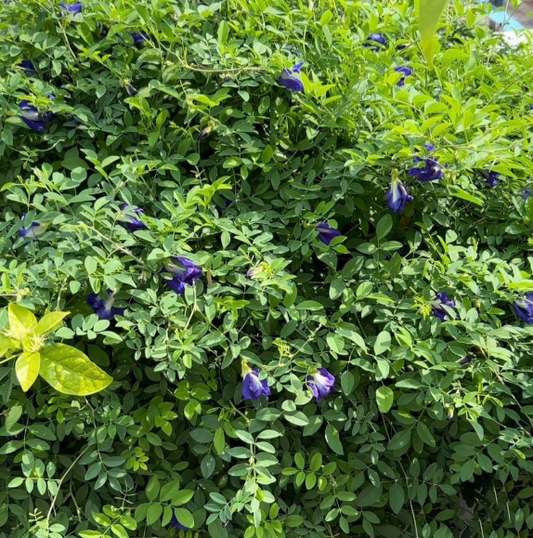 Blue Butterfly Pea Double Petal