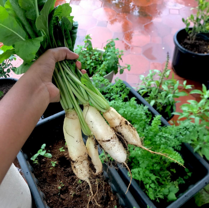 White Radish