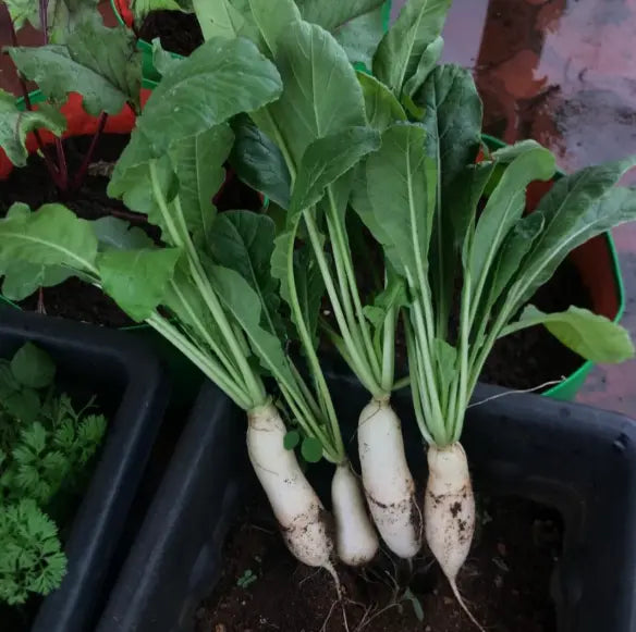 White Radish