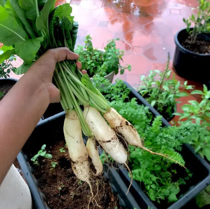 White Radish