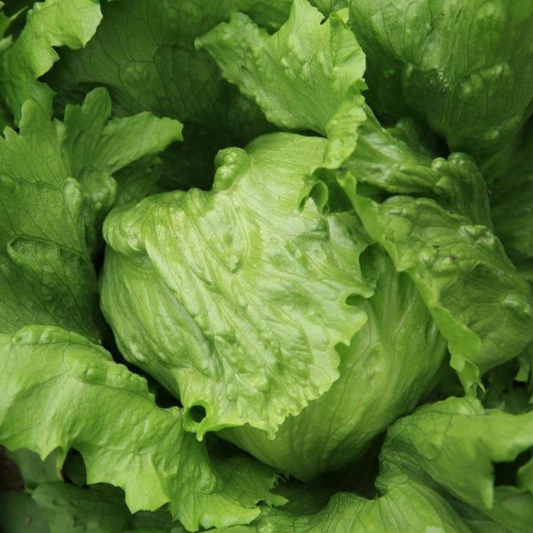 Lettuce Iceberg